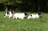 BOULEDOGUE FRANCAIS 1231